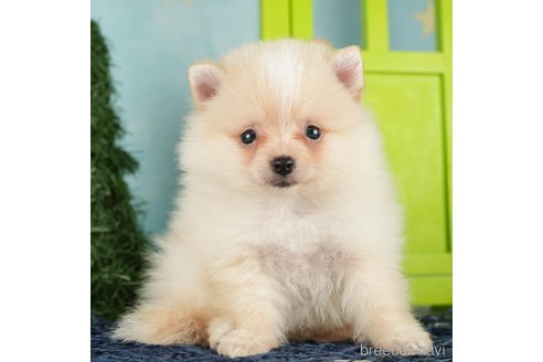 成約済の千葉県のポメラニアン-268135の3枚目