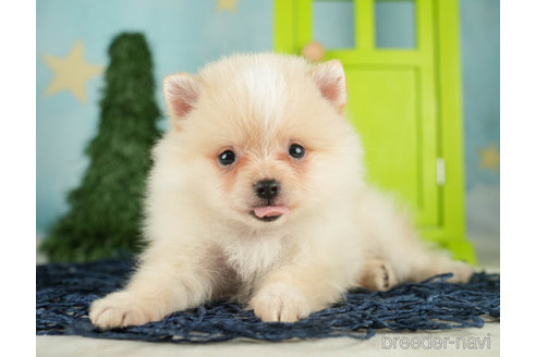 成約済の千葉県のポメラニアン-268135の4枚目