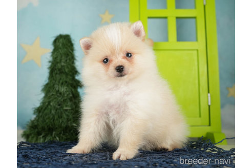 成約済の千葉県のポメラニアン-268135の5枚目