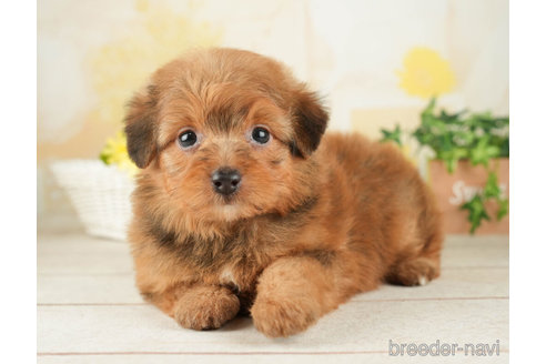 成約済の千葉県のポメプー:ポメラニアン×トイプードル-268139の4枚目