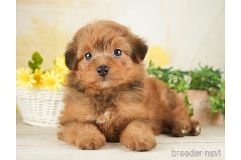 成約済の千葉県のポメプー:ポメラニアン×トイプードル-268139の5枚目