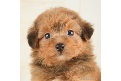 成約済の千葉県のポメプー:ポメラニアン×トイプードル-268139の3枚目