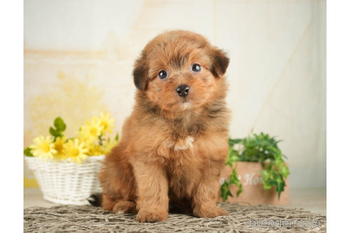 成約済の千葉県のポメプー:ポメラニアン×トイプードル-268139の2枚目