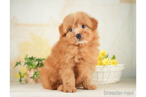 成約済の千葉県のポメプー:ポメラニアン×トイプードル-268140の3枚目