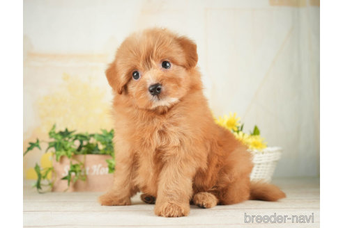 成約済の千葉県のポメプー:ポメラニアン×トイプードル-268140の4枚目