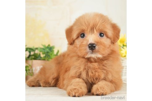 成約済の千葉県のポメプー:ポメラニアン×トイプードル-268140の6枚目