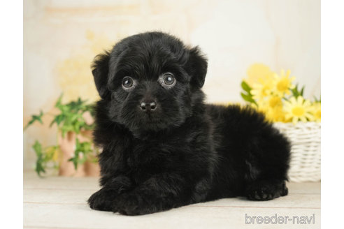 成約済の千葉県のポメプー:ポメラニアン×トイプードル-268141の3枚目