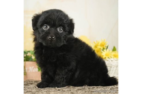 成約済の千葉県のポメプー:ポメラニアン×トイプードル-268141の4枚目