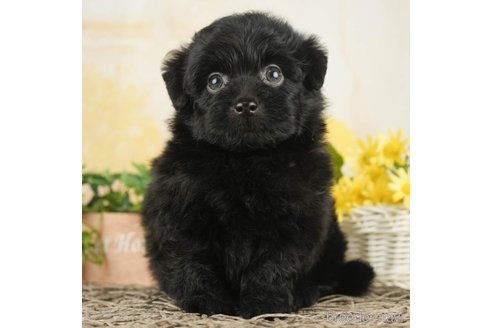 成約済の千葉県のポメプー:ポメラニアン×トイプードル-268141の1枚目