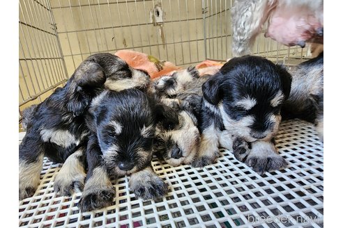 成約済の愛知県のミニチュアシュナウザー-266828の3枚目