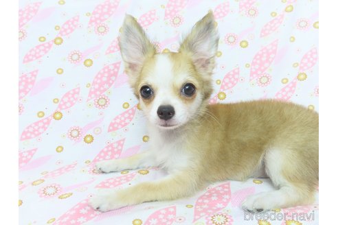 成約済の千葉県のチワワ(ロングコート)-255080の4枚目