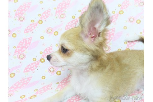 成約済の千葉県のチワワ(ロングコート)-255080の2枚目