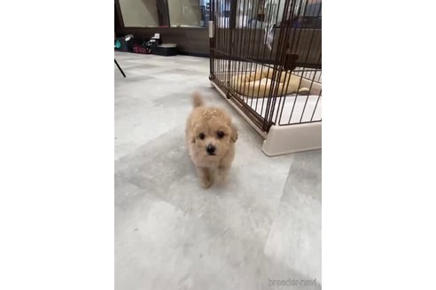 成約済の福岡県のトイプードル-264379の3枚目