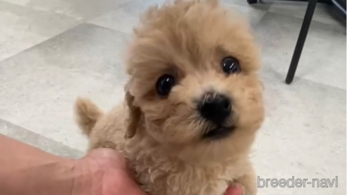 成約済の福岡県のトイプードル-264379の2枚目