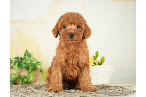 成約済の千葉県のトイプードル-268159の4枚目