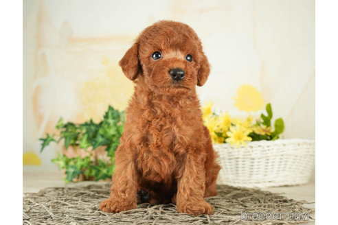 成約済の千葉県のトイプードル-268159の6枚目