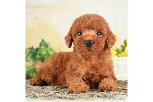 成約済の千葉県のトイプードル-268159の3枚目