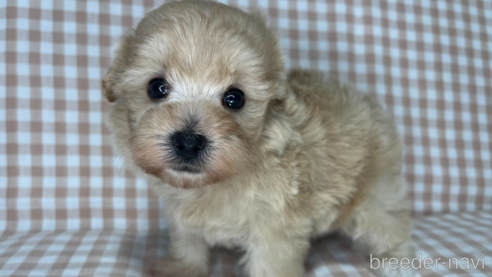 成約済の愛知県のミックス犬-265821の13枚目