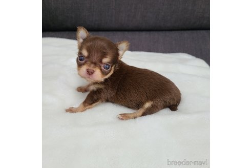 成約済の愛知県のチワワ(ロングコート)-268205の10枚目