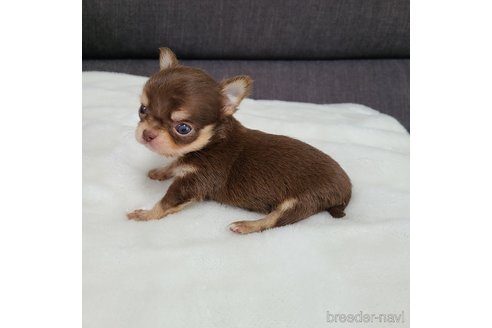 成約済の愛知県のチワワ(ロングコート)-268205の7枚目