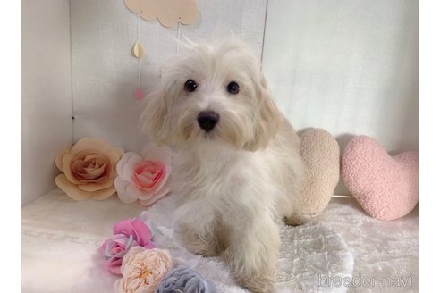 成約済の東京都のミックス犬-246608の36枚目