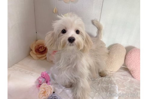 成約済の東京都のミックス犬-246608の33枚目