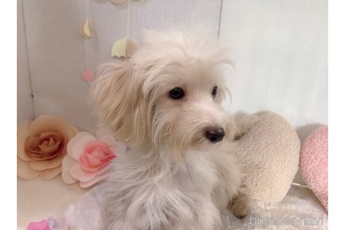 成約済の東京都のミックス犬-246608の32枚目