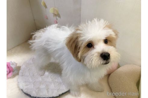 成約済の東京都のミックス犬-251824の14枚目