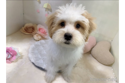成約済の東京都のミックス犬-251824の13枚目