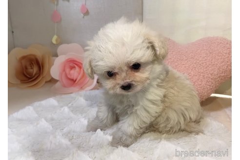 成約済の東京都のチワプー:チワワ×トイプードル-268322の4枚目