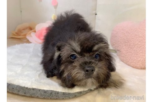 成約済の東京都のミックス犬-254181の21枚目