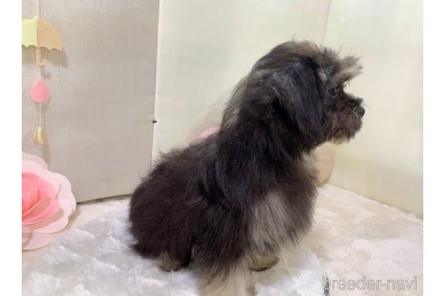成約済の東京都のミックス犬-254181の20枚目