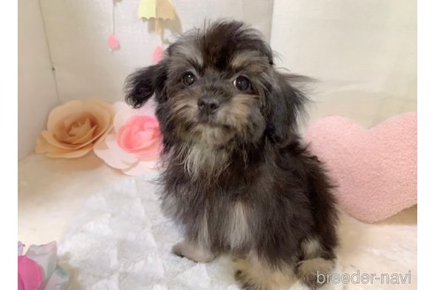 成約済の東京都のミックス犬-254181の19枚目