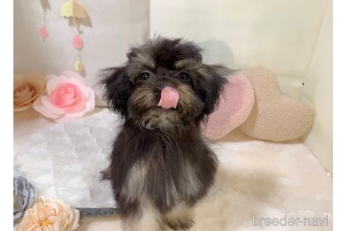 成約済の東京都のミックス犬-254181の17枚目