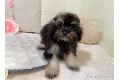 成約済の東京都のミックス犬-254181の15枚目
