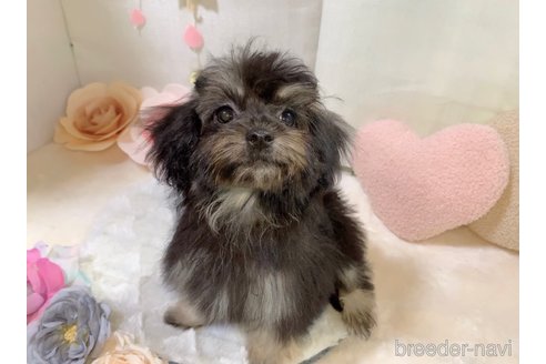 成約済の東京都のミックス犬-254181の16枚目