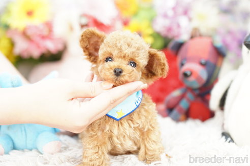 成約済の埼玉県のトイプードル-268356の3枚目