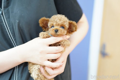 成約済の埼玉県のトイプードル-268356の2枚目