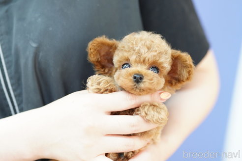 成約済の埼玉県のトイプードル-268356の1枚目