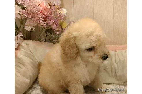成約済の愛知県のマルプー:マルチーズ×トイプードル-268360の4枚目