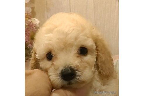 成約済の愛知県のマルプー:マルチーズ×トイプードル-268360の1枚目