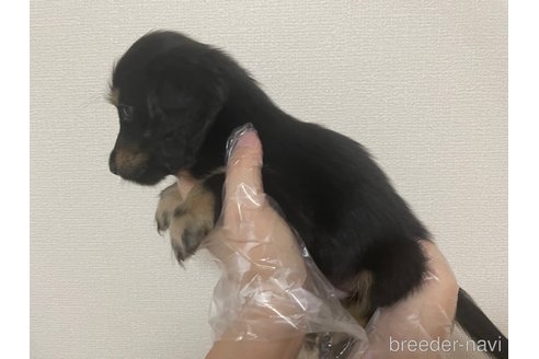 成約済の東京都のミニチュアダックスフンド(ロングヘアード)-268386の2枚目
