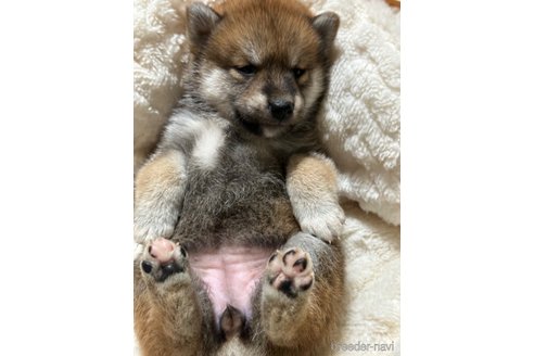 成約済の茨城県の柴犬-268403の2枚目