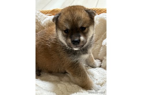 成約済の茨城県の柴犬-268403の3枚目