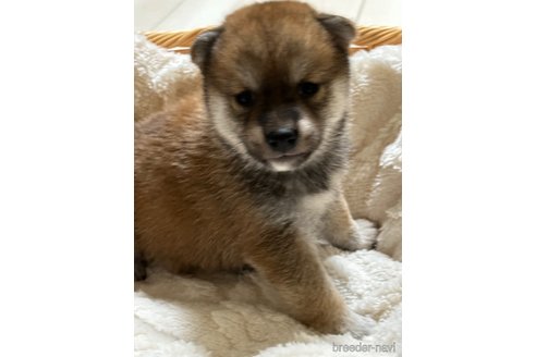 成約済の茨城県の柴犬-268403の5枚目