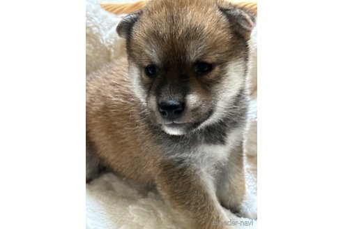 成約済の茨城県の柴犬-268403の7枚目