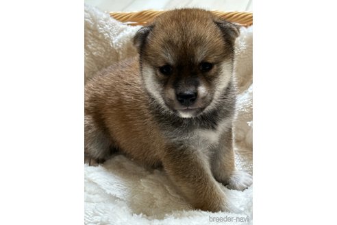 成約済の茨城県の柴犬-268403の8枚目