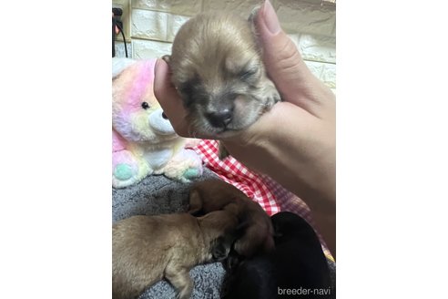 成約済の神奈川県のチワックス:チワワ×ミニチュアダックスフンド-268439の14枚目