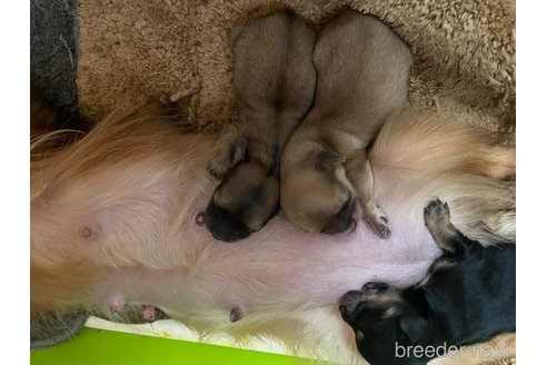 成約済の神奈川県のチワックス:チワワ×ミニチュアダックスフンド-268439の13枚目