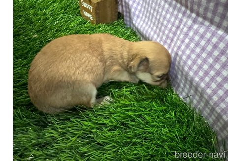 成約済の神奈川県のチワックス:チワワ×ミニチュアダックスフンド-268439の12枚目